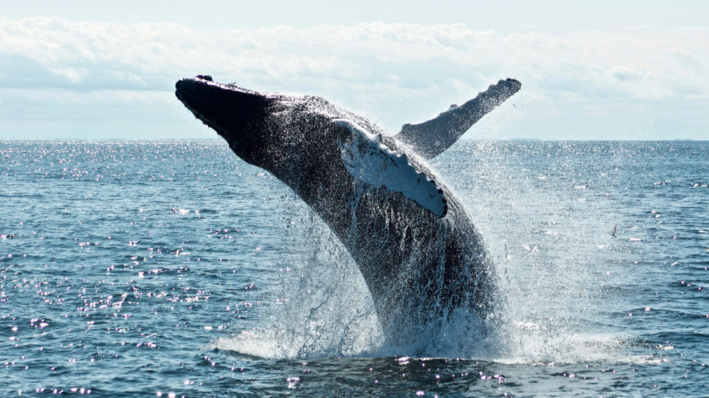 Festival of Whales – Dana Point